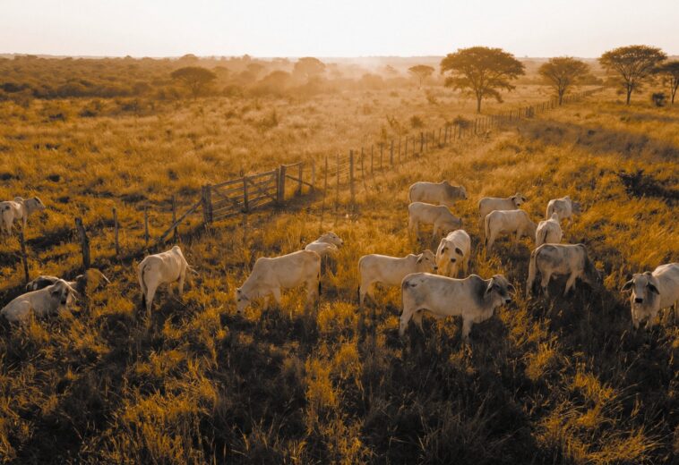 Investitionen in Rinderfarmen: Unbekannter Markt mit hohen Renditen durch Rohstoff Rindfleisch
